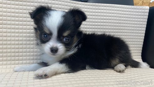 成約済の兵庫県のチワワ(ロングコート)-334043の5枚目